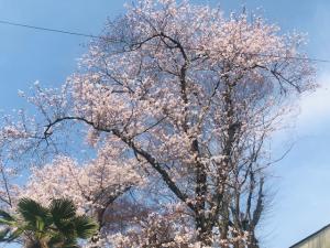 公民館桜