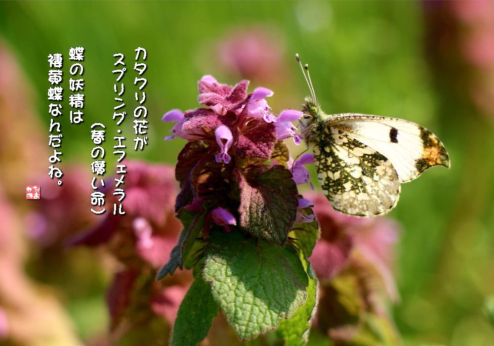 姫踊子草/褄黄蝶の画像