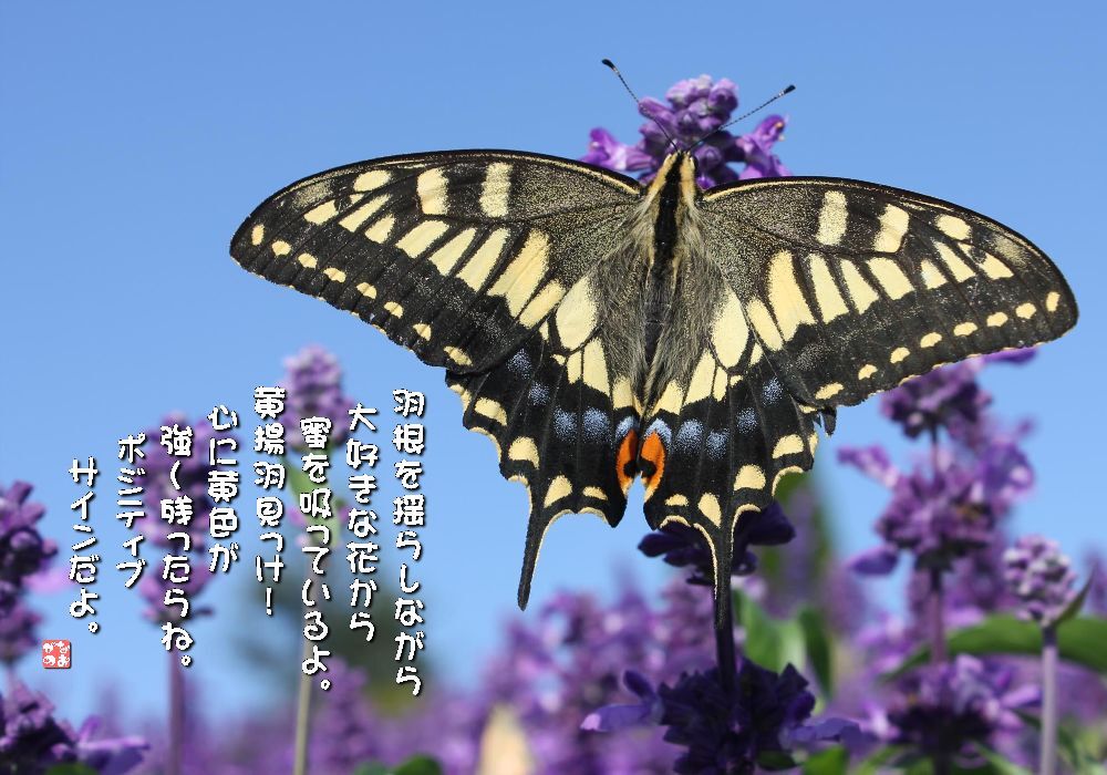 ラベンダー/黄揚羽蝶の画像