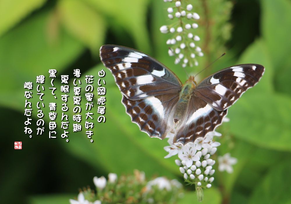 岡虎の尾/雌黒豹紋蝶の画像