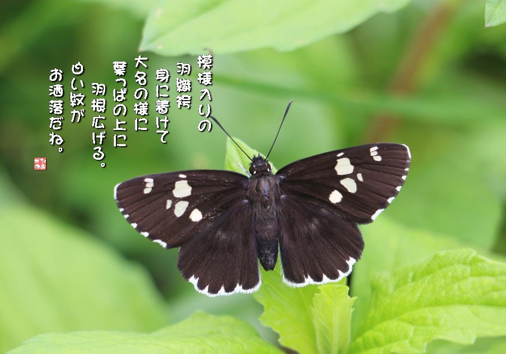 嫁菜/大名挵蝶の画像