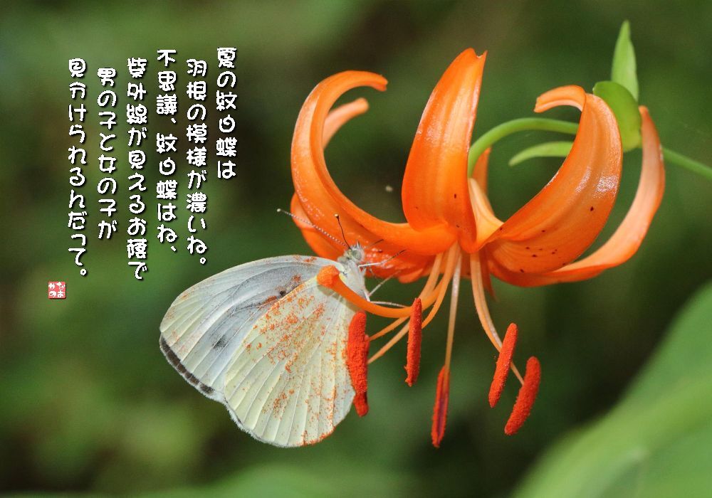 車百合/紋白蝶の画像