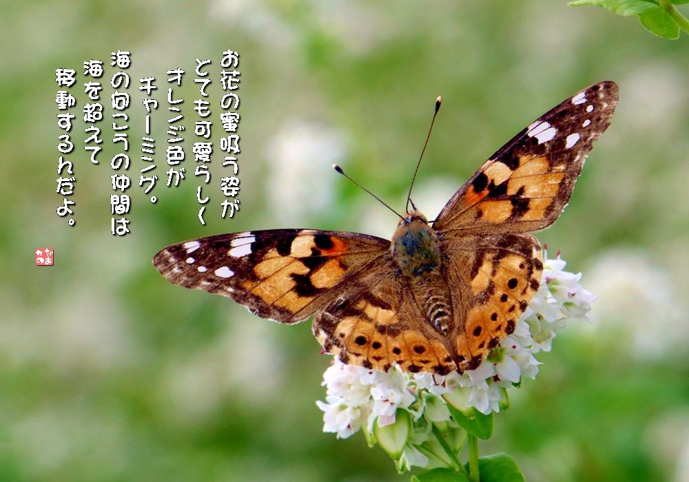 蕎麦/姫赤立羽蝶の画像