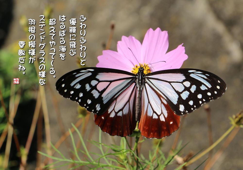 秋桜/浅葱斑蝶の画像