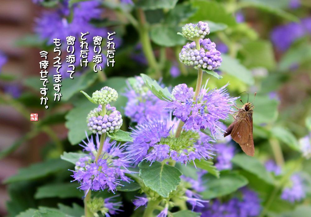 段菊/一文字挵蝶の画像