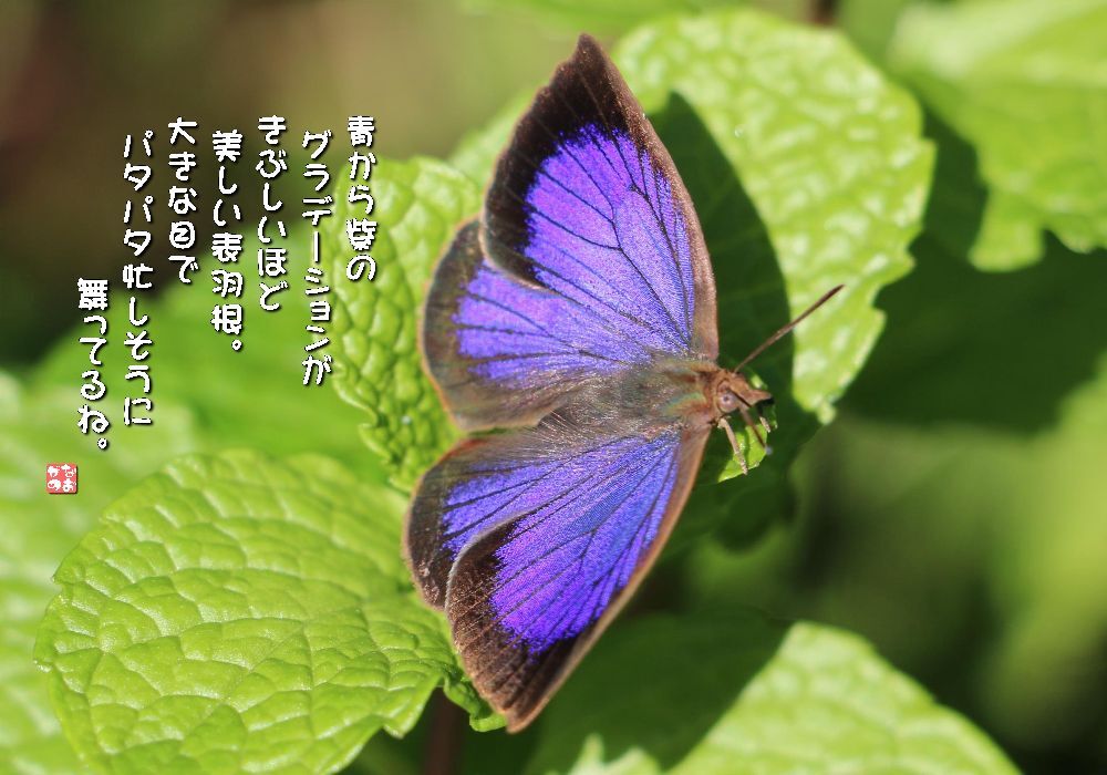 ミント/紫小灰蝶の画像