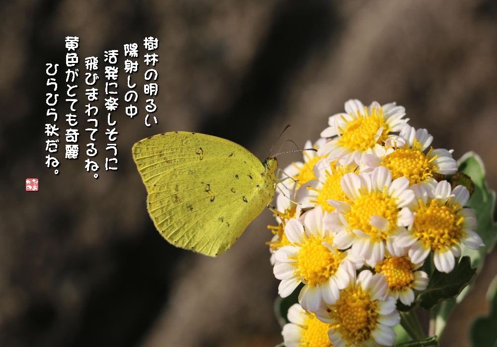 花磯菊/北黄蝶の画像