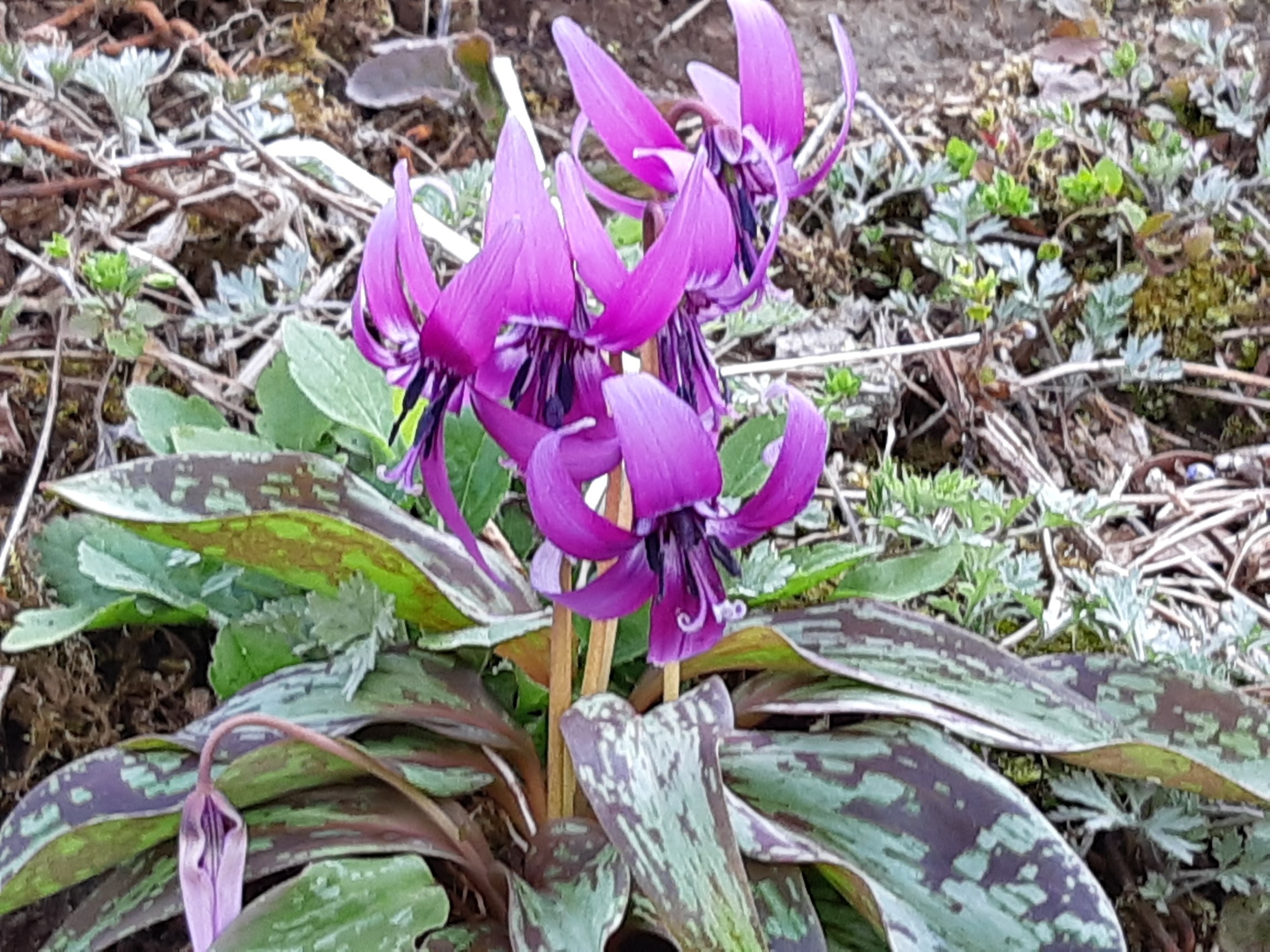 カタクリの花