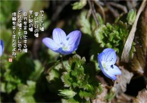 おおいぬのふぐり