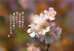 冬桜