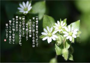 繁縷