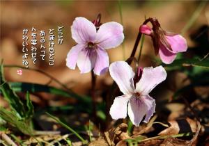 叡山菫