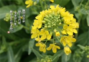 菘