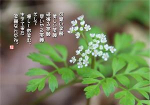 仙洞草