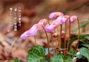 岩団扇