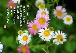 源平小菊