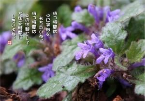 金襽草