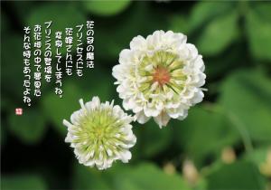 白詰草