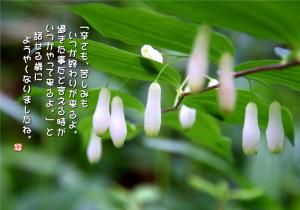 深山鳴子百合