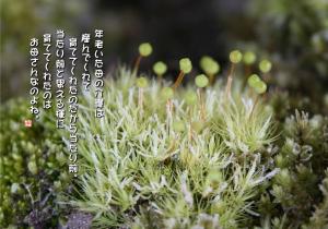 玉苔
