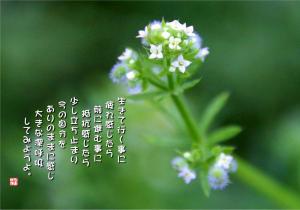 八重葎