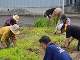 6月ガーデニング4