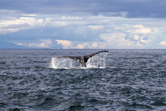 Whale Tailの画像