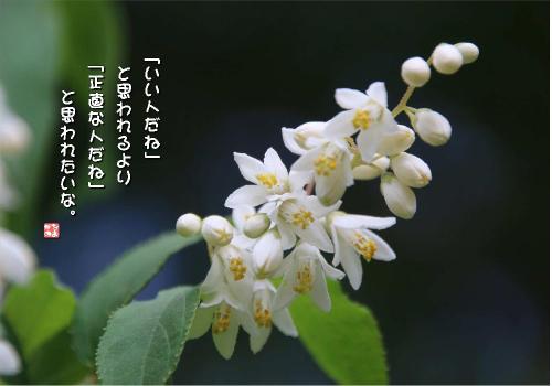 うつぎの写真