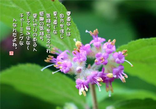 やぶむらさきの写真