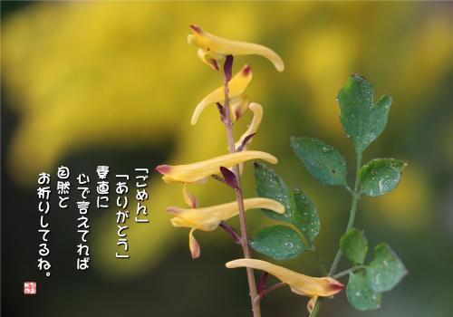 つるきけまんの写真