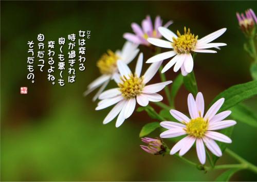 よめなの写真