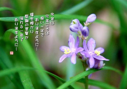 ひめりゅうの写真