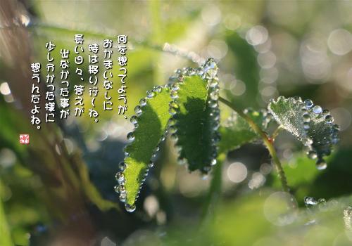 われもこうの写真