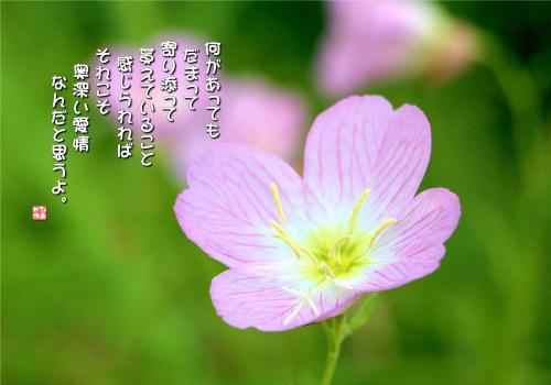ひるさきつきみそうの写真