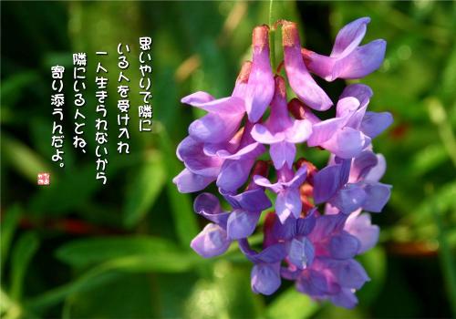 くさふじの写真