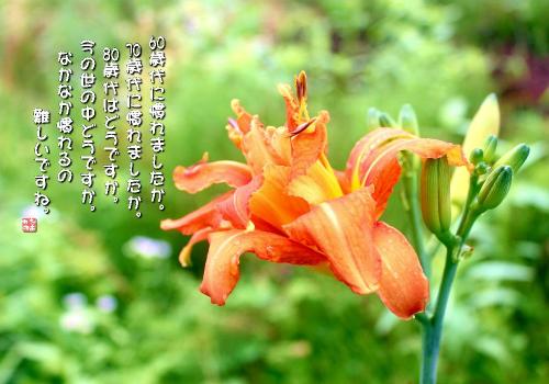 やぶかんぞうの写真