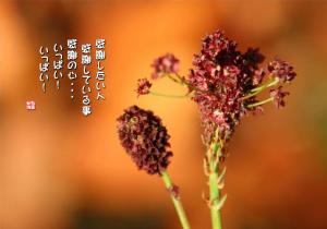 われもこうの写真