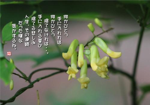 きつねのささげの写真