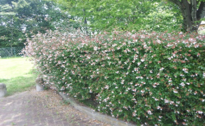 アベリア