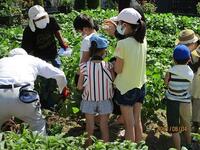 下増田小学校　枝豆もぎとり体験の画像