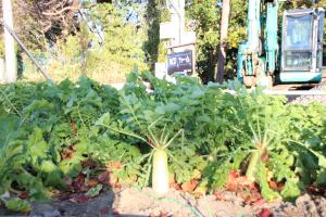 収穫予定の大根