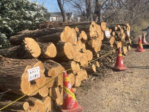提供木材の参考写真1です。切断された木材が地伏せしてある状態です。