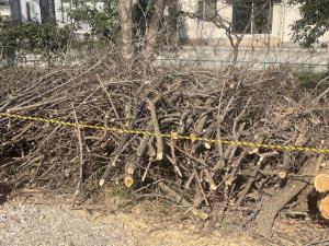 提供木材の参考写真3（枝）です。