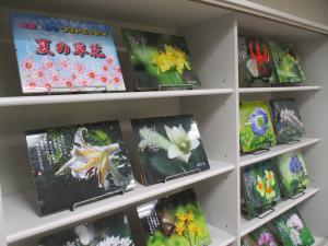 なおかつフォトエッセイ夏の草花