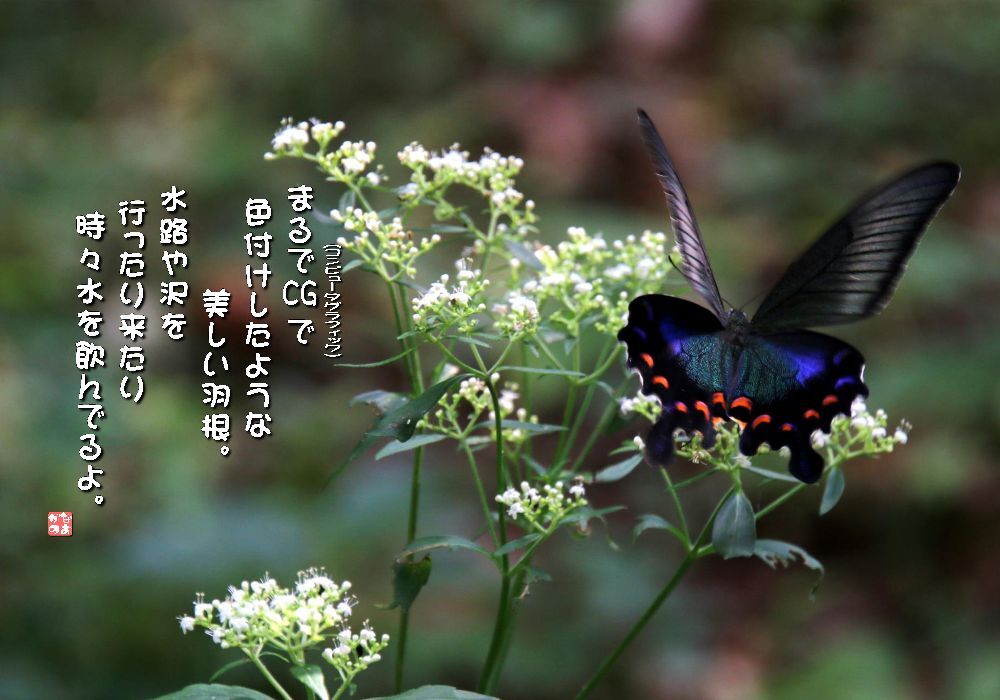 男郎花/深山烏揚羽蝶の画像