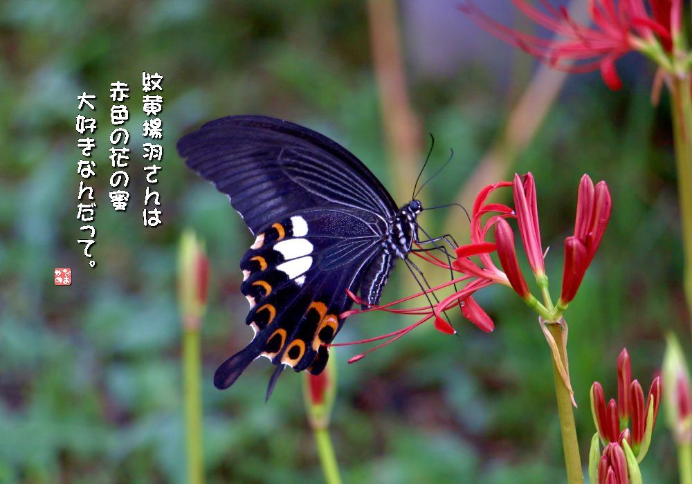 彼岸花/紋黄揚羽蝶の画像