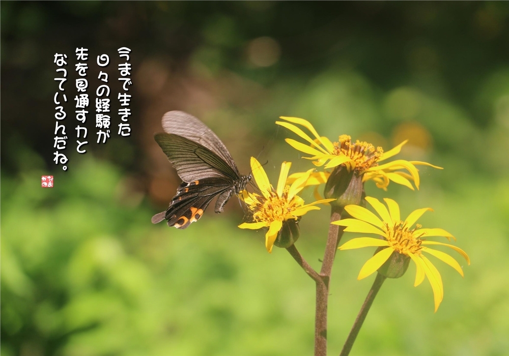 丸場岳蕗/黒揚羽蝶の画像