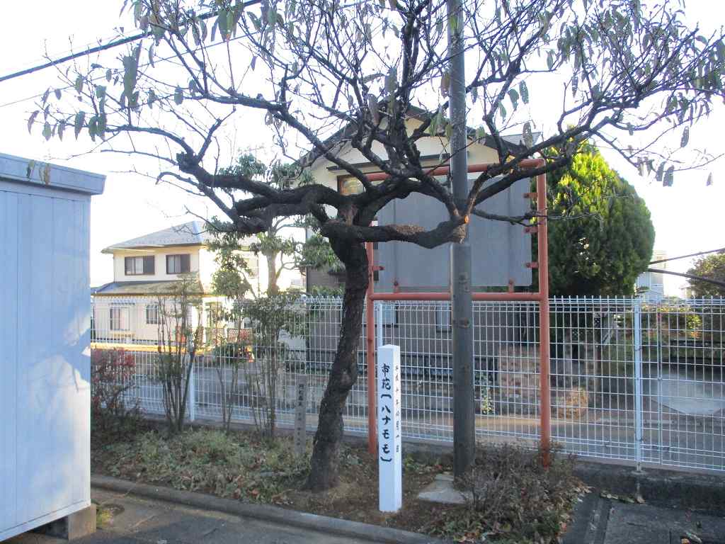 公民館開設記念樹「ハナモモ」の標柱が新しくなりましたの画像2