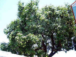マンゴーの木の画像