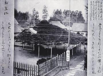 【写真1】明治10年頃の菊池善蔵邸と衣笠の松